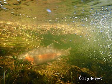 Oregon Roaring Springs red band trout